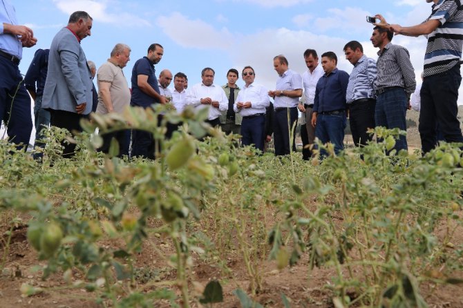 Aksaray’da 200 bin dekar arazide 30 milyonluk dolu ve sel zararı