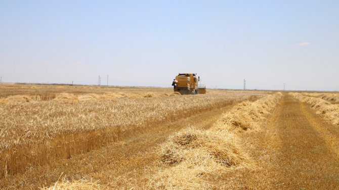 Tarımda bilinçsiz yapılan ilaçlama çiftçiyi perişan ediyor