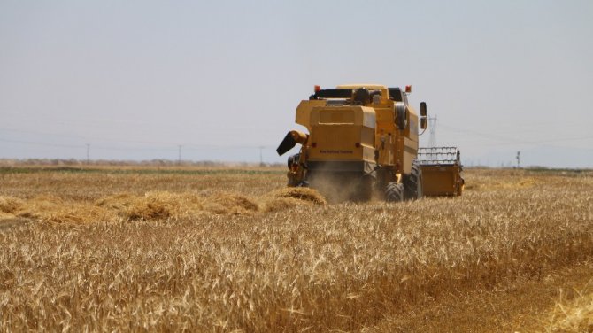 Tarımda bilinçsiz yapılan ilaçlama çiftçiyi perişan ediyor