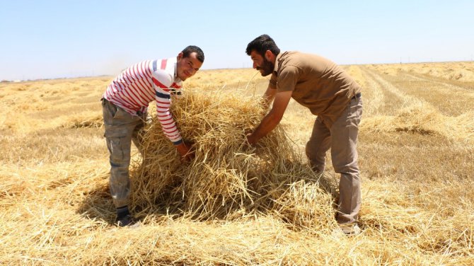 Tarımda bilinçsiz yapılan ilaçlama çiftçiyi perişan ediyor