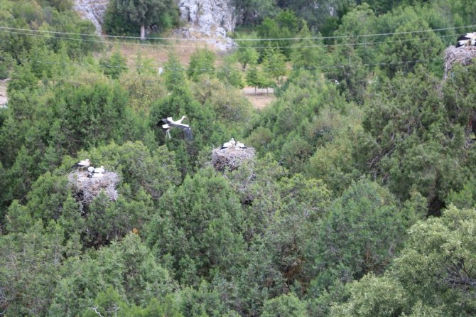 Leylekler Vadisi’nde artık leylekler elektrik tellerine takılarak ölmeyecek