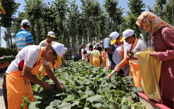 Konya’da özel öğrencilerin hasat sevinci