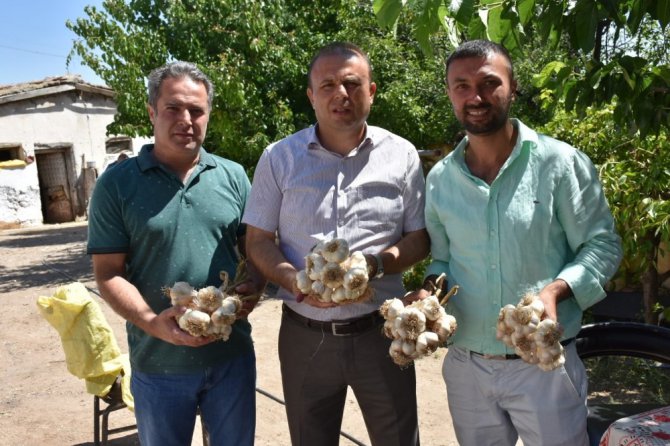 Aksaray’dan yurt dışına sarımsak ihracatı yapılacak