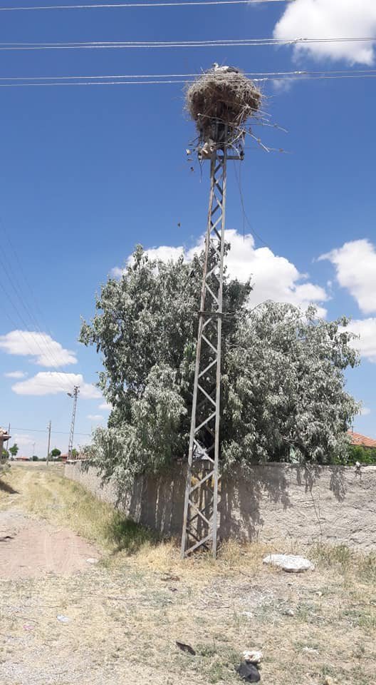 Demir elektrik direği leyleklere yuva olarak bırakıldı