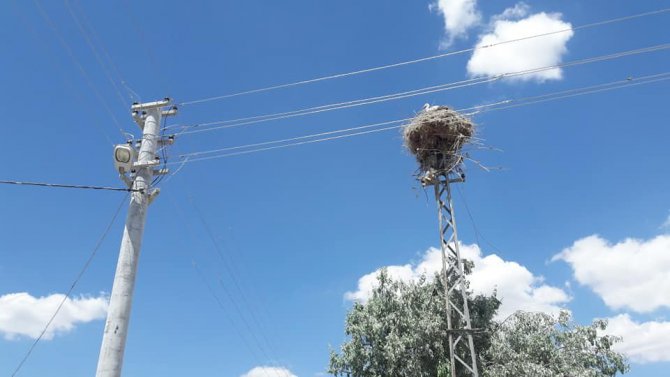 Demir elektrik direği leyleklere yuva olarak bırakıldı