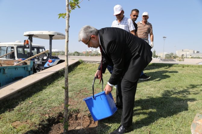 Hocaların hocası onuruna çınar fidanı dikildi