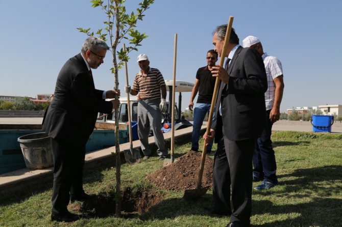 Hocaların hocası onuruna çınar fidanı dikildi