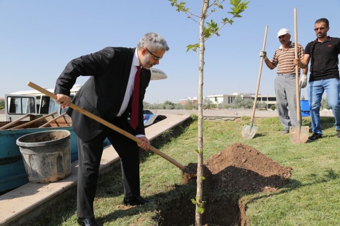 Hocaların hocası onuruna çınar fidanı dikildi