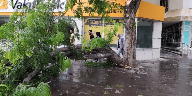 Aksaray’da ağaç devrildi: 2 yaralı