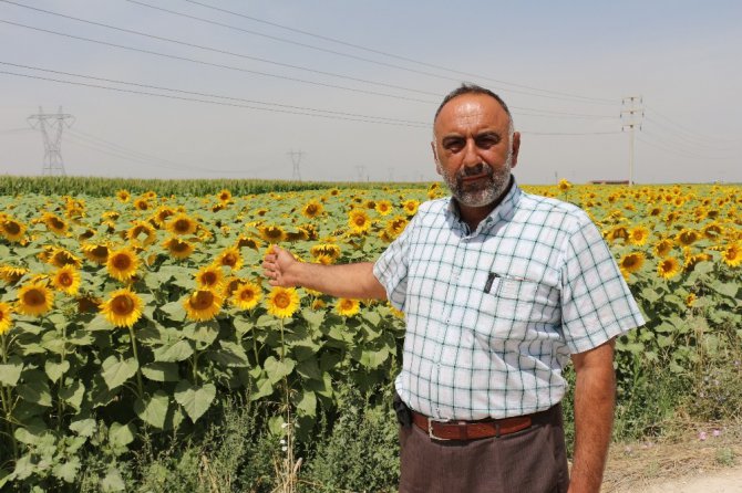 Konya Ovası’nda ayçiçeğinde verimin artması bekleniyor