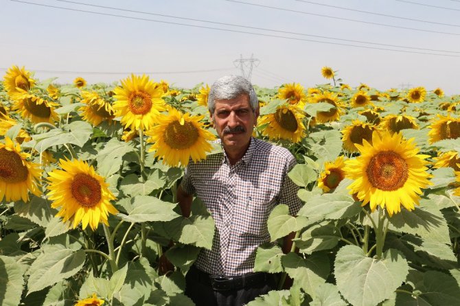 Konya Ovası’nda ayçiçeğinde verimin artması bekleniyor