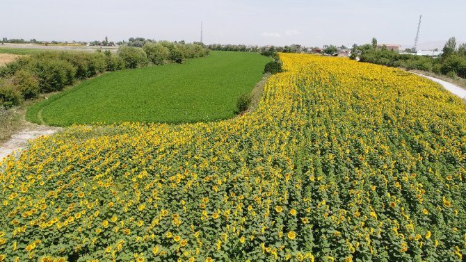 Konya Ovası’nda ayçiçeğinde verimin artması bekleniyor