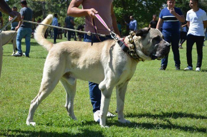 Ereğli’de Türk çoban, av ve bekçi köpekleri yarıştı