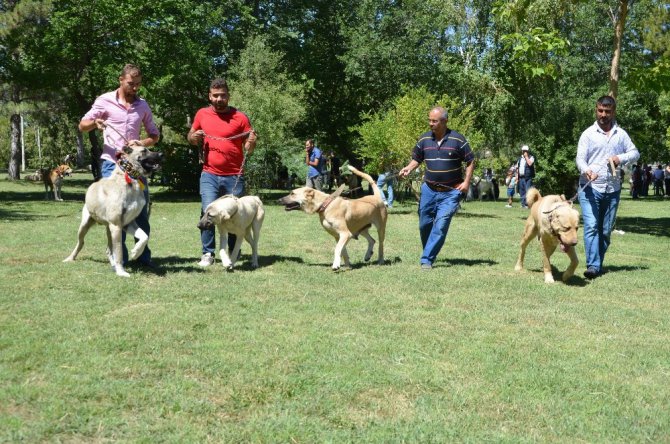 Ereğli’de Türk çoban, av ve bekçi köpekleri yarıştı