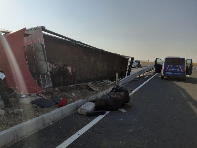 Aksaray’da hayvan yüklü tır devrildi: 2 yaralı