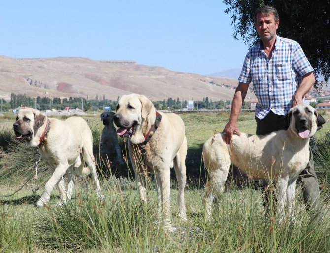 Aksaray Malaklısı 2 bin yıl önce savaşta kullanıldı