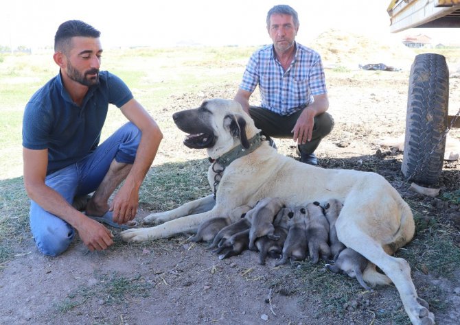 Aksaray Malaklısı 2 bin yıl önce savaşta kullanıldı