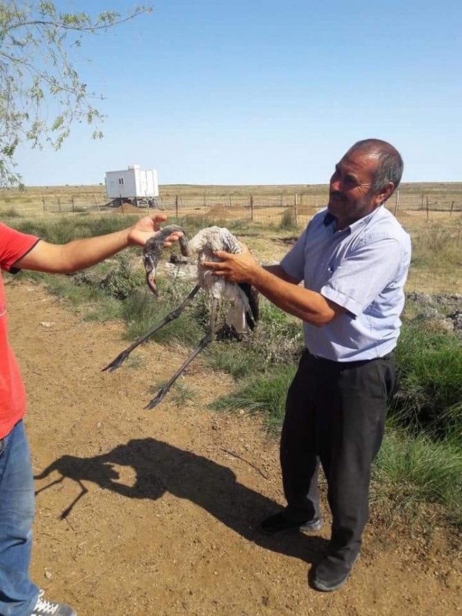 Yaralı flamingo tedavi edilerek doğaya bırakıldı