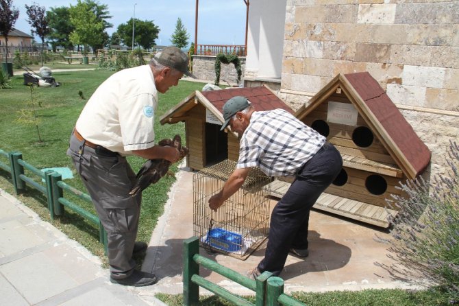 Yaralı şahin koruma altına alındı