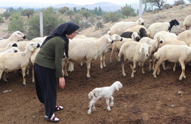 Kadın çiftçi hibe desteği ile başladı, şimdi çiftlik kurdu