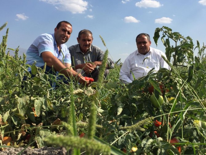 Aksaray’da alternatif ürün üretimi 3 kat artırıldı