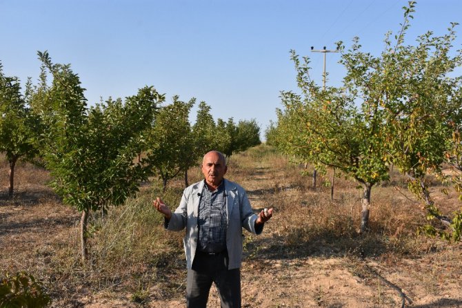 Aksaray’da yeraltı su kaynaklarının çekilmesi ağaçların kurumasını neden oluyor