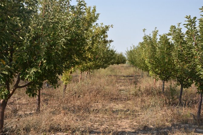 Aksaray’da yeraltı su kaynaklarının çekilmesi ağaçların kurumasını neden oluyor