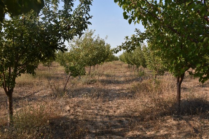 Aksaray’da yeraltı su kaynaklarının çekilmesi ağaçların kurumasını neden oluyor