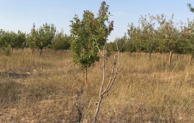 Aksaray’da yeraltı su kaynaklarının çekilmesi ağaçların kurumasını neden oluyor