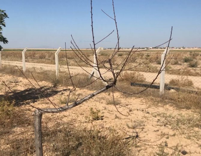 Aksaray’da yeraltı su kaynaklarının çekilmesi ağaçların kurumasını neden oluyor