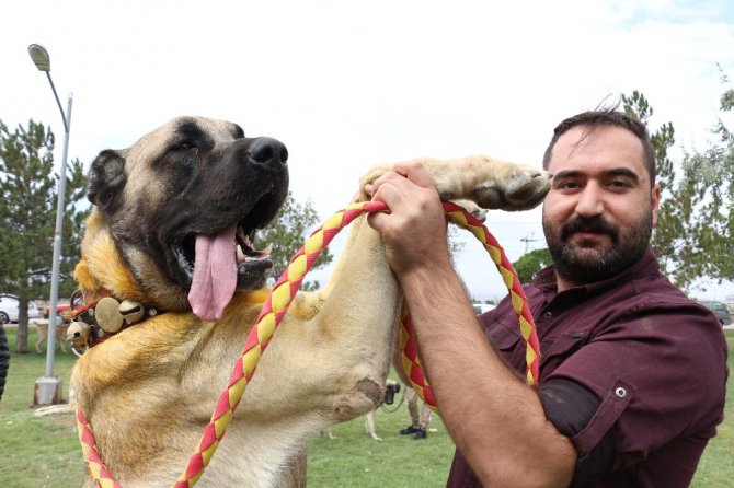 Konya’da çoban köpekleri yarıştı