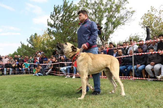 Konya’da çoban köpekleri yarıştı