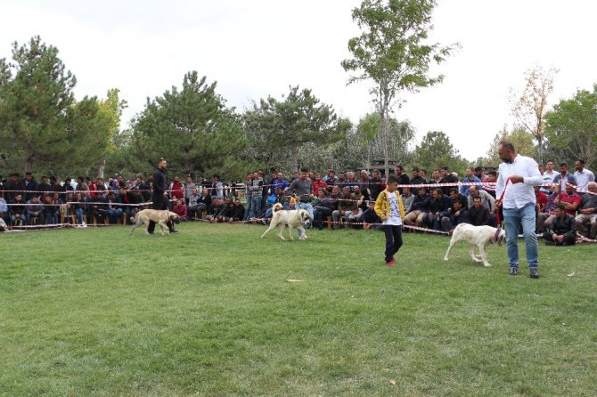 Konya’da çoban köpekleri yarıştı