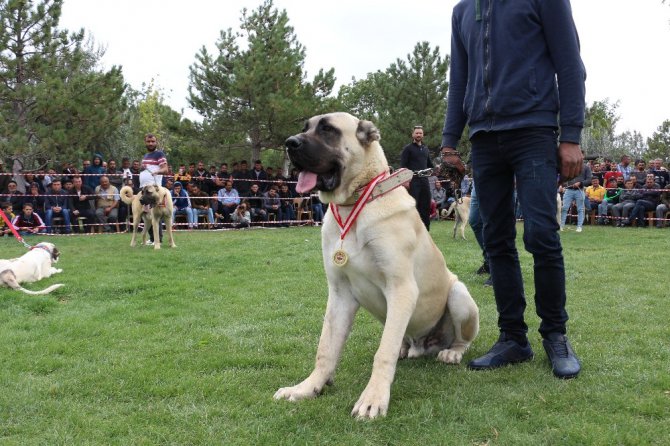 Konya’da çoban köpekleri yarıştı