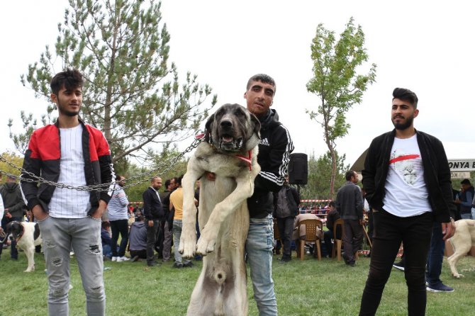 Konya’da çoban köpekleri yarıştı