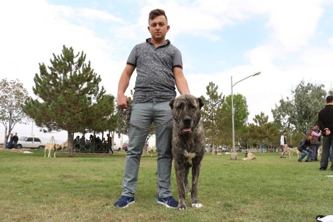 Konya’da çoban köpekleri yarıştı