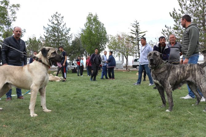 Konya’da çoban köpekleri yarıştı