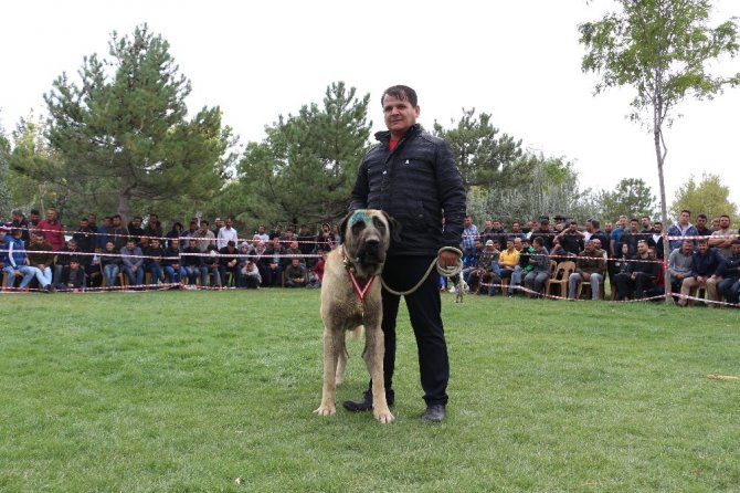 Konya’da çoban köpekleri yarıştı