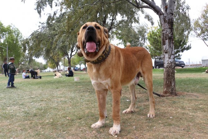 Konya’da çoban köpekleri yarıştı