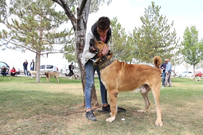 Konya’da çoban köpekleri yarıştı