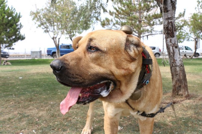 Konya’da çoban köpekleri yarıştı