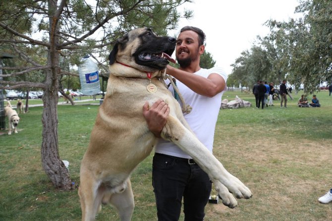 Konya’da çoban köpekleri yarıştı