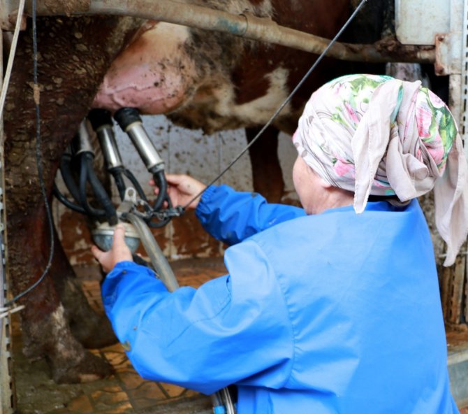 Aksaray’da üreticiler eğitiliyor; verim, kalite ve hijyen artıyor