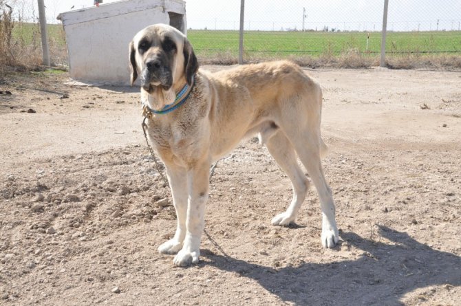 Anadolu aslanı Malaklı köpekleri sürüden çıkıp ticarete girdi