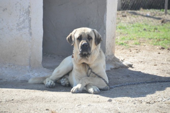 Anadolu aslanı Malaklı köpekleri sürüden çıkıp ticarete girdi