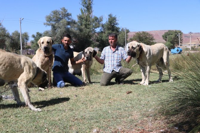 Anadolu aslanı Malaklı köpekleri sürüden çıkıp ticarete girdi