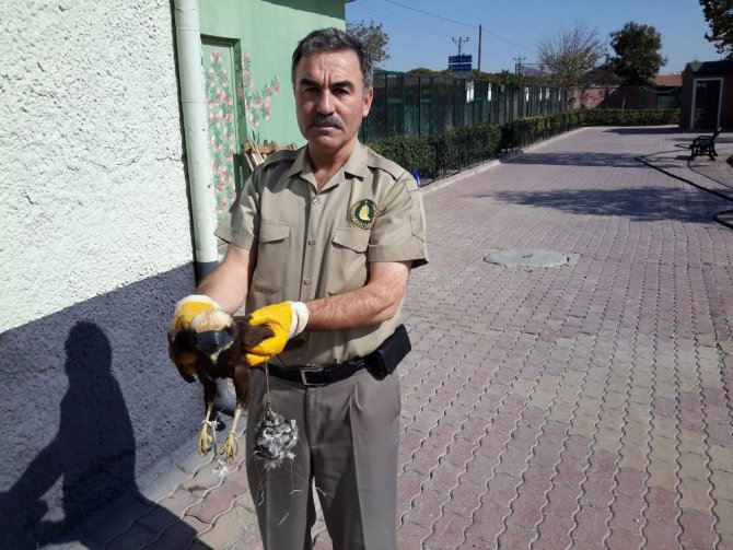 Gözleri dikili ve bantlı bulunan yaralı atmaca koruma altına alındı