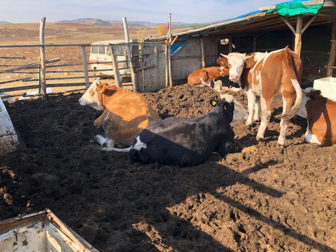 Hüyük’te orman köylüsü 62 aileye 124 gebe düve desteği