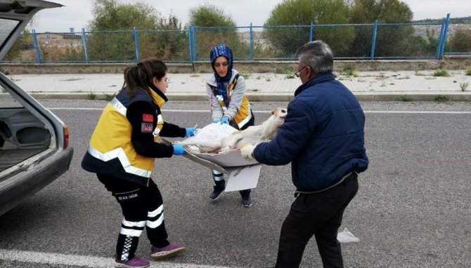 Konya’da 112 çalışanları ’Paşa’ için gözyaşı döktü