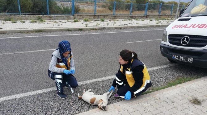 Konya’da 112 çalışanları ’Paşa’ için gözyaşı döktü